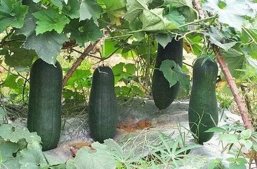 身边吃瓜,揭秘娱乐圈幕后故事