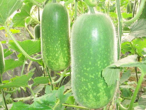 023吃瓜,盘点那些年我们一起吃过的瓜