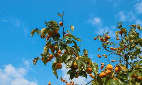 吃瓜亭藤萝,探寻夏日消暑的绿色秘境