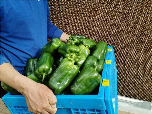 定州车站吃瓜,一场吃瓜盛宴背后的故事