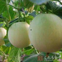 吃条纹瓜嗓子痒,揭秘解痒小妙招