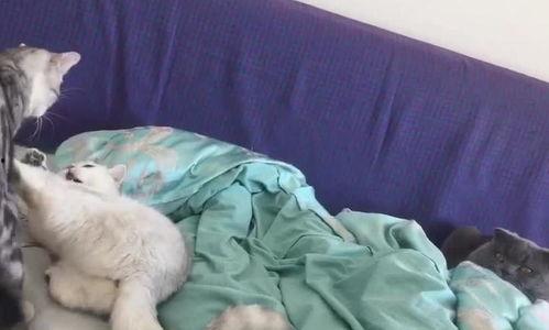 吃瓜群众看动物打架,吃瓜群众视角下的“打架风云”