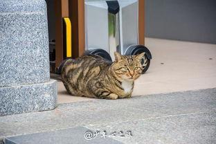 吃瓜群众看动物打架,吃瓜群众视角下的“打架风云”