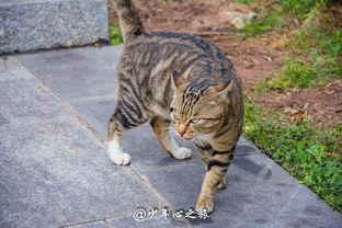 吃瓜群众看动物打架,吃瓜群众视角下的“打架风云”