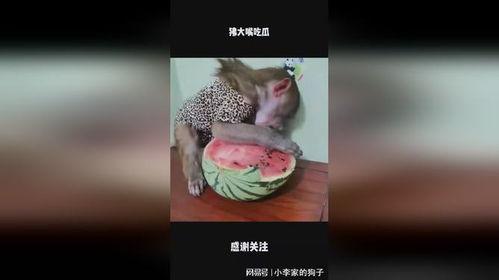 大嘴直播吃瓜,揭秘娱乐圈幕后故事