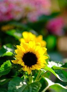 星宿公园吃瓜,瓜田里的欢乐时光