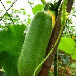 吃瓜大瓜微信头像图片,揭秘吃瓜大瓜的神秘头像之谜