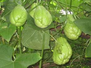 佛手瓜吃大全,营养美味，健康生活必备