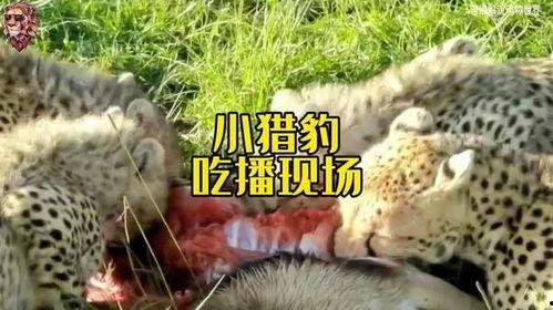 动物们开启吃瓜模式