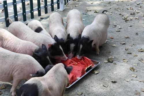 动物们开启吃瓜模式