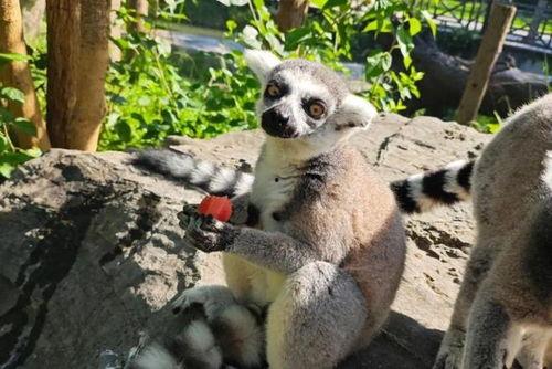 动物们开启吃瓜模式