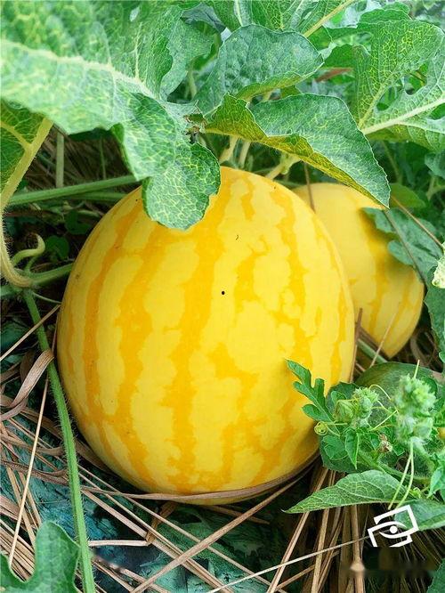 看人家吃海瓜很香,一尝便知其香