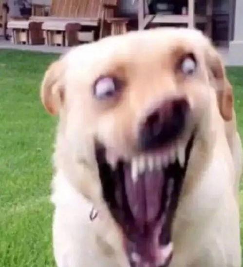 吃瓜表情包狗狗,萌态可掬，笑翻网友