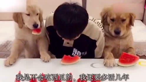 吃瓜表情包狗狗,萌态可掬，笑翻网友