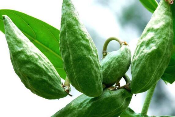 甜牛角瓜怎么吃,从家常到创意料理