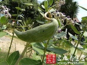 甜牛角瓜怎么吃,从家常到创意料理