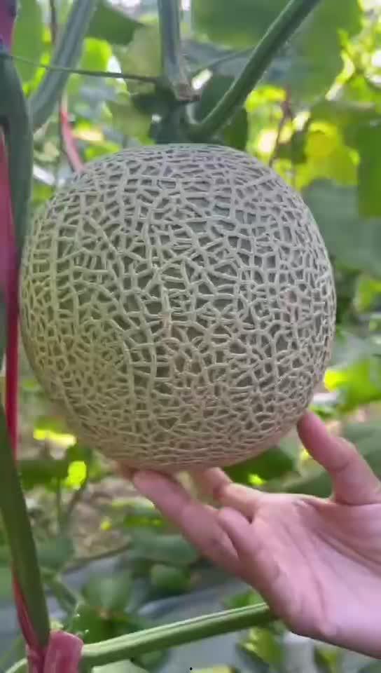 海南香妃密瓜怎么吃,多味食法解锁夏日清新美味