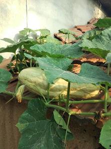 吃树叶的瓜,揭秘吃树叶的瓜的神奇之处