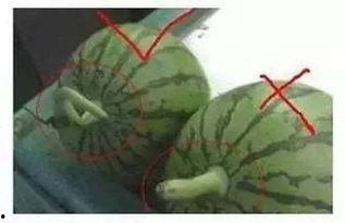 吃瓜怎么总结,吃瓜群众的智慧与乐趣