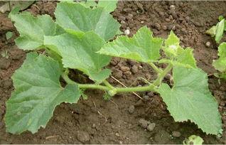 种花王大爷吃瓜,种花王大爷的瓜田奇遇记