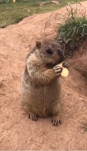 土拨鼠吃小瓜图片高清,高清捕捉小瓜美味瞬间