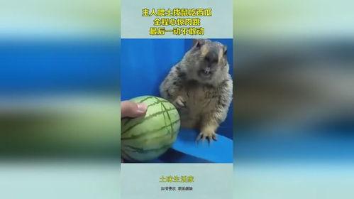 土拨鼠吃小瓜图片高清,高清捕捉小瓜美味瞬间