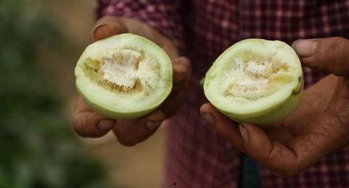 莱西消防吃瓜,趣味互动传递消防安全知识