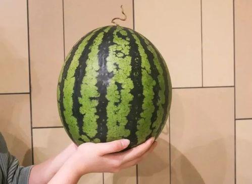 杀个瓜吃,一场别开生面的杀瓜盛宴