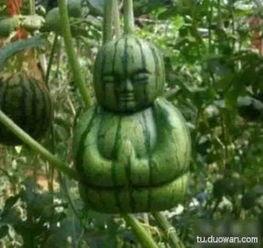 吃瓜图案什么意思,揭秘吃瓜图案背后的趣味与寓意