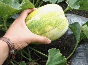 黑龙江的吃瓜,品味东北风味，畅享夏日清凉