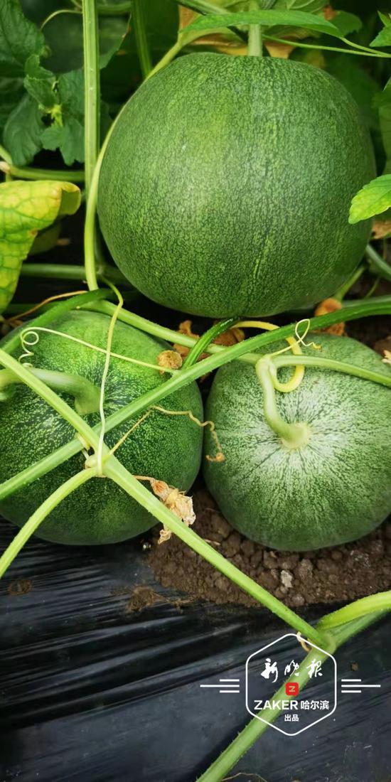 黑龙江的吃瓜,品味东北风味，畅享夏日清凉
