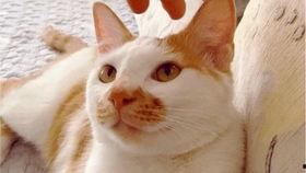 纯吃瓜搞笑视频,笑料横生！纯吃瓜搞笑视频大盘点