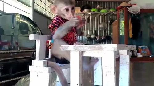 坐在椅子上吃瓜