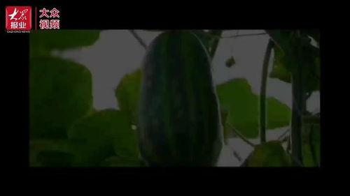 梁山龙城吃瓜视频,揭秘网红美食背后的故事