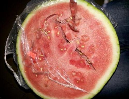 隔夜瓜能给猪吃吗