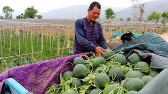 辛安镇吃瓜,瓜果飘香，品味夏日田园风情