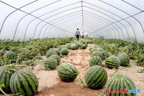 辛安镇吃瓜,瓜果飘香，品味夏日田园风情