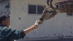 吃瓜开饭啦,揭秘娱乐圈幕后故事