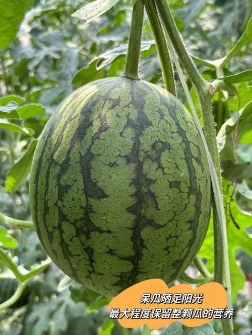 吃瓜就爱吃瓜,揭秘瓜界美食盛宴