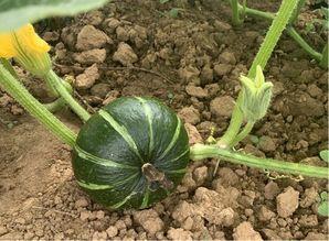 广西碧桂园吃瓜,吃瓜群众见证的社区生活百态