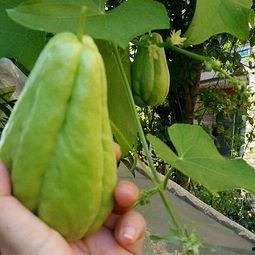 盆栽佛手瓜怎么吃,盆栽佛手瓜的多样食法探索