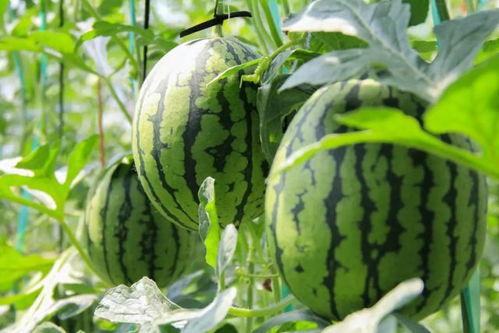 吃瓜免费吃瓜,尽享夏日狂欢！