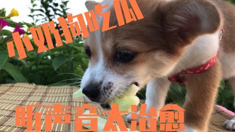 吃瓜狗狗,揭秘宠物界的“八卦达人”