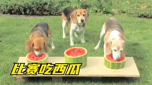 吃瓜狗狗,揭秘宠物界的“八卦达人”