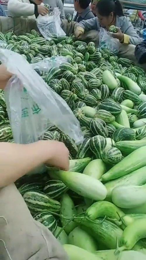 金川吃瓜大叔视频,揭秘农村生活趣味瞬间