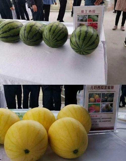 韩城吃瓜最新直播,揭秘网红幕后故事