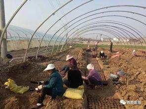 界首锦华吃瓜,吃瓜群众的欢乐盛宴