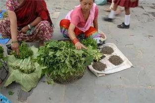 尼泊尔乔森吃瓜,揭秘神秘吃瓜文化背后的故事