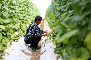 吃瓜景区国庆,吃瓜景区热闹非凡！