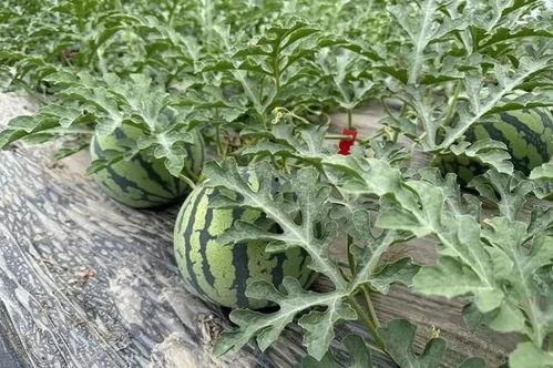 吃瓜团陂,一场网络狂欢背后的故事